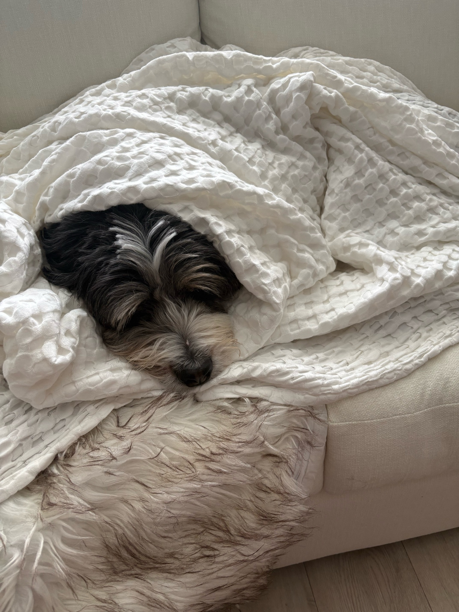 My little Bern-ito



#LTKselfcare #LTKmomlife #LTKHome