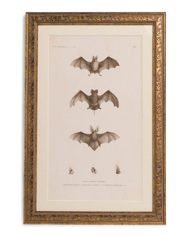 12x18 Scientific Bats Wall Art | TJ Maxx