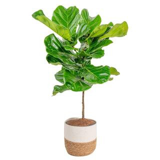 Ficus Lyrata Fiddle Leaf Fig Indoor Plant in 10 in. Decor Basket Planter, Average Shipping Height... | The Home Depot