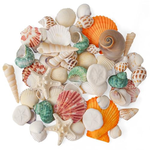 Sea Shells Mixed Beach Seashells 12 Kinds, Various Sizes Natural Sea shells Beach Party DIY Fish Tank Vase Filler | Amazon (US)