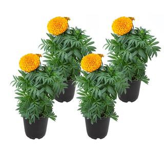 4 in. Marigold African Orange Plant (4-Pack) | The Home Depot