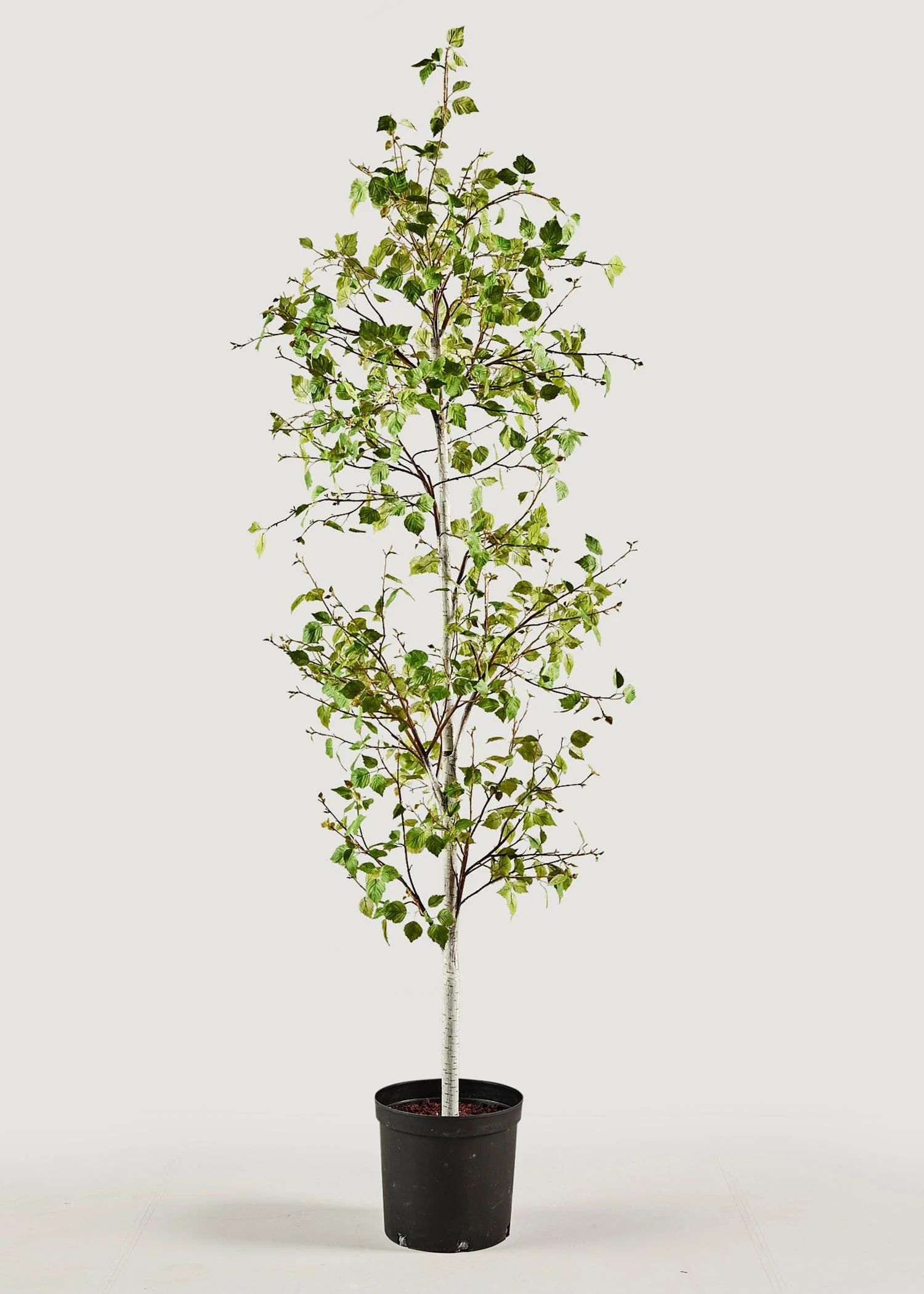 Artificial Birch Tree Potted Plant - 7' | Afloral