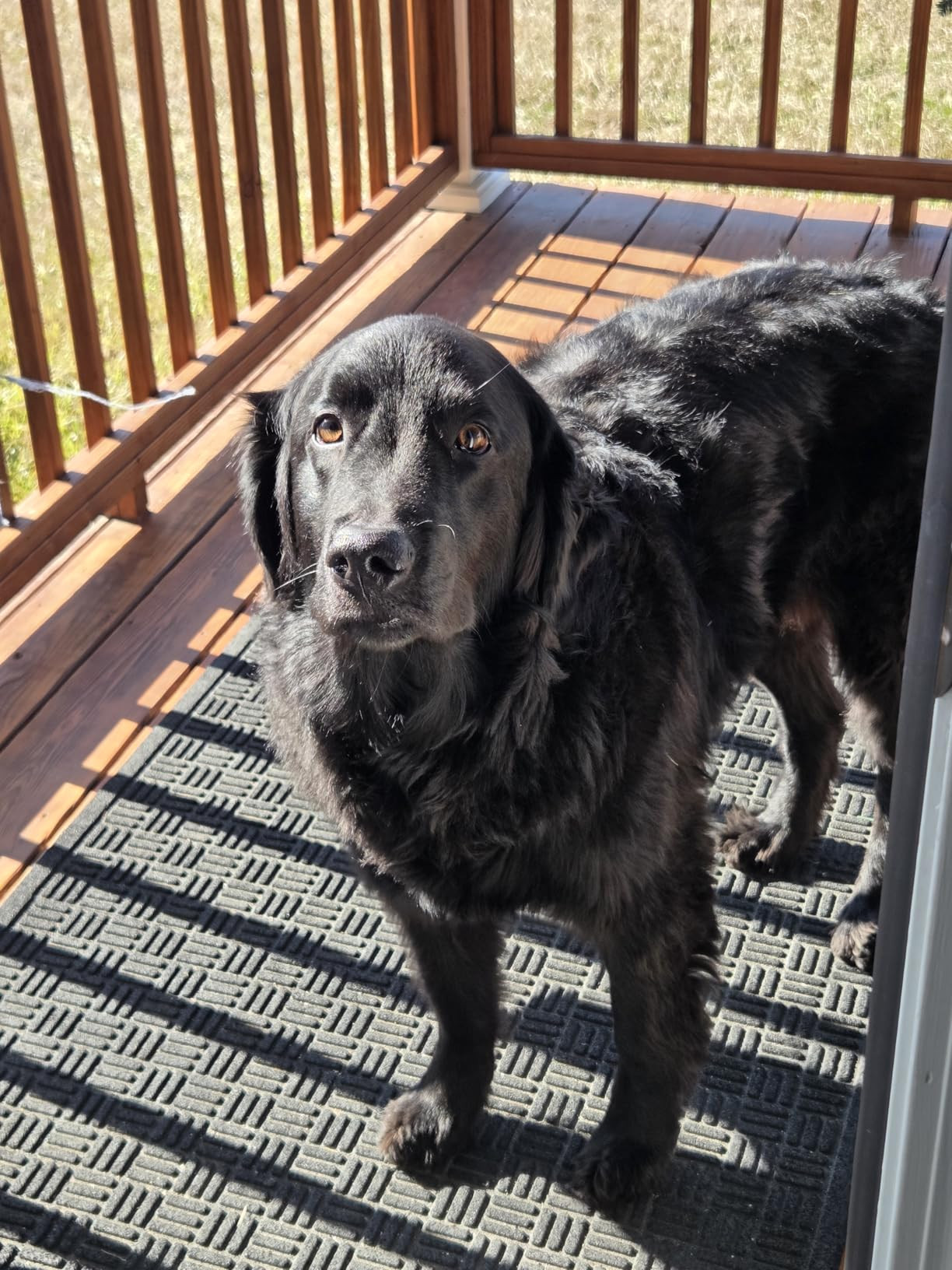 VetIQ Glucosamine Hip & Joint Supplement for Dogs, 60 Soft Chews, Joint Support Supplement with M... | Amazon (US)