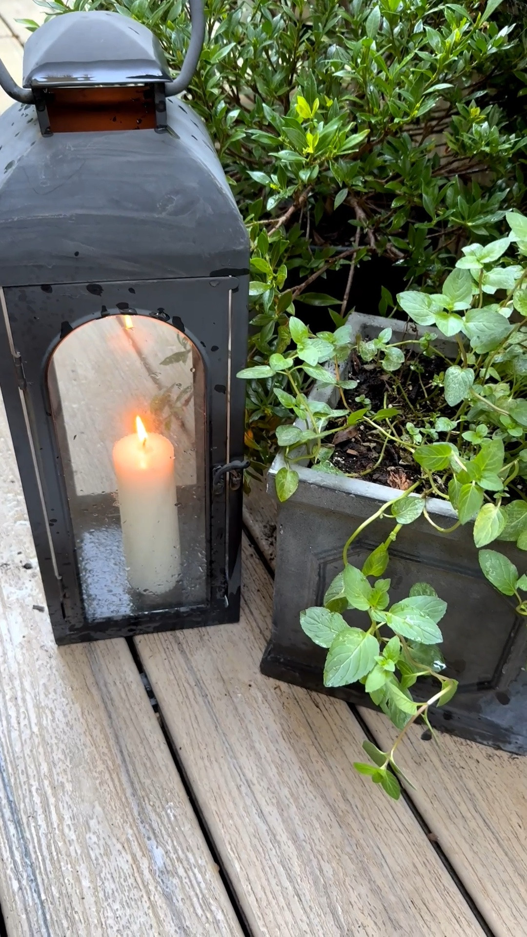 Two of my best Amazon purchases? These stunning lanterns and these planters! (Ps. This is my chocolate mint and it goes so well in lemonade and sweet treats like yoghurt and fruit!)

#LTKdayinmylife #LTKSeasonal #LTKHome