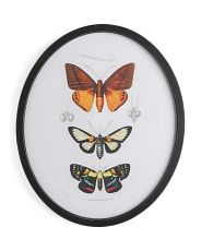 20x24 Oval Butterfly Eyes Framed Wall Art | Marshalls