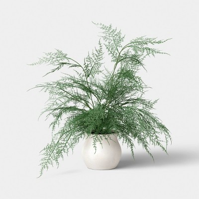 Asparagus Fern - Threshold™ | Target
