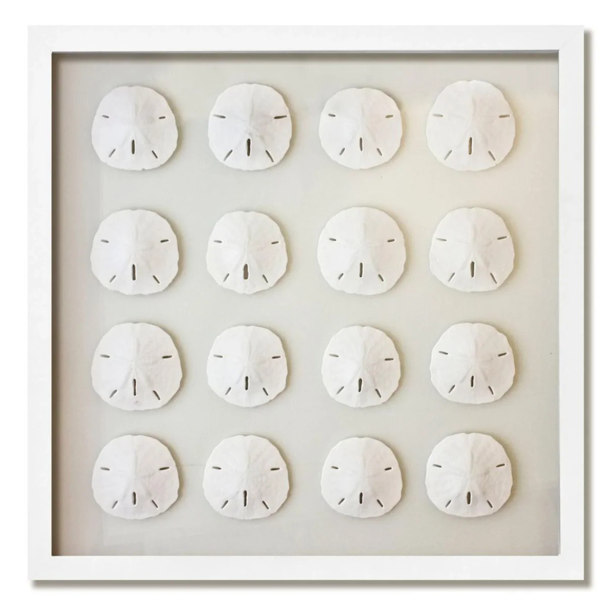 16 Florida Sand Dollars Nautical Coastal Beach Wall Art- Available in | The Well Appointed House, LLC