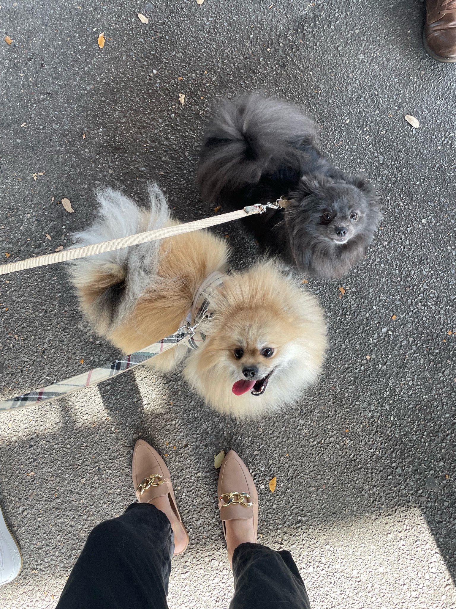 Dog mom things. Dog leash. Designer dog leash dupe. 

#LTKstyletip #LTKFind #LTKunder50