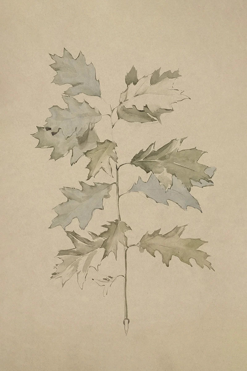Oak Leaves | Juniper Studio LLC