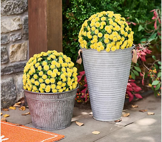 Wicker Park Set of 2 12" Harvest Faux Mum Spheres | QVC