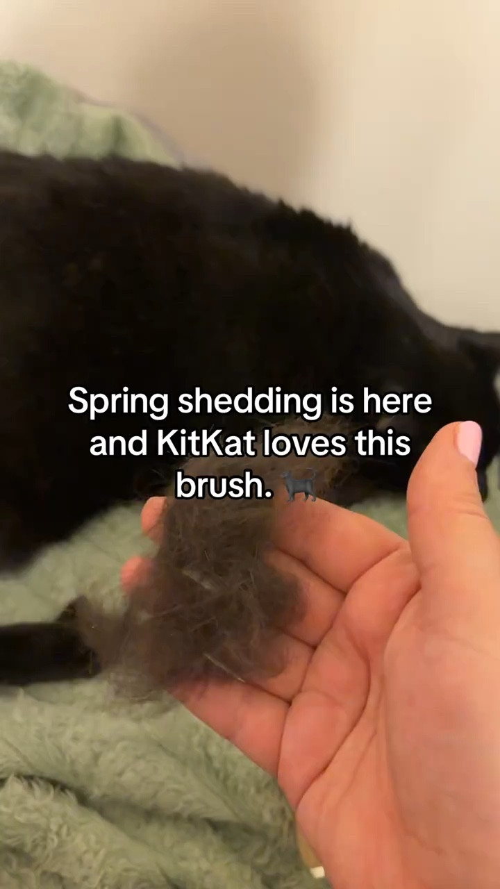 It’s shedding season and the pet hair is everywhere. This brush removes so much hair off my cat. I honestly didn’t think she could shed this much. 

#LTKHome #LTKSeasonal #LTKmomlife
