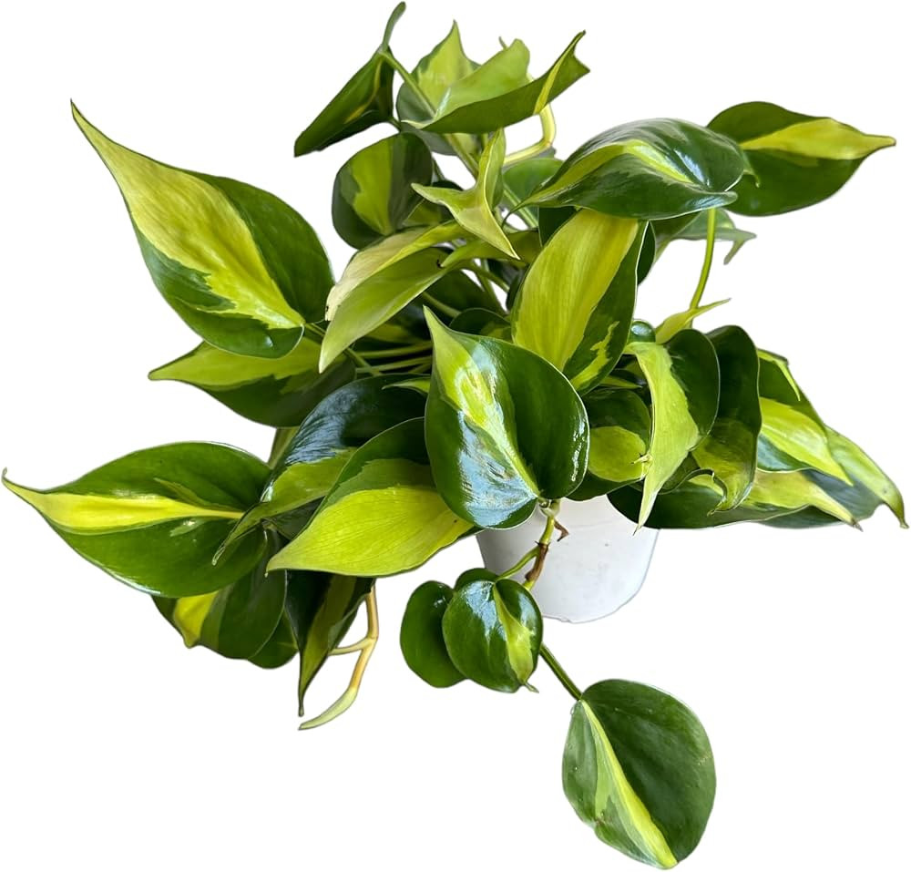 Hopewind Plnats Shop - Philodendron hederaceum Brasil, Rare Variety, Live Indoor Plant, 4 inch Po... | Amazon (US)