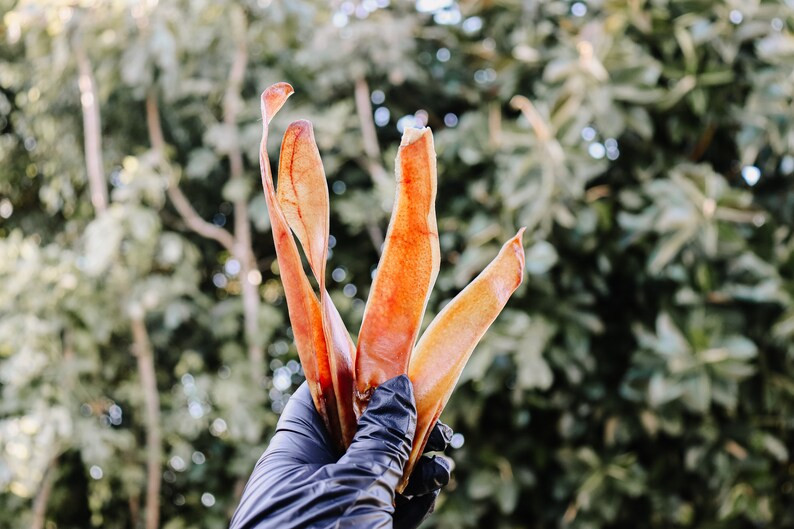 Dehydrated Pork Ears Strips for Dogs Healthy Dog Treats Organic Dog Treats Natural Dog Treats - E... | Etsy (US)