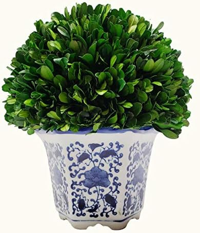 Galt International Preserved Natural Boxwood in Ceramic Pot - Plant and Table Centerpiece - Stunn... | Amazon (US)