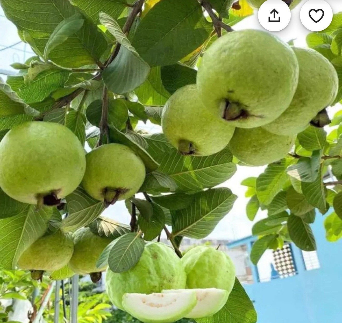 Guava plant 