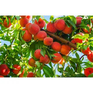 Online Orchards 3 ft. Red Haven Semi Dwarf Peach Tree with Delicious Self Pollinating Fruit FTPE2... | The Home Depot