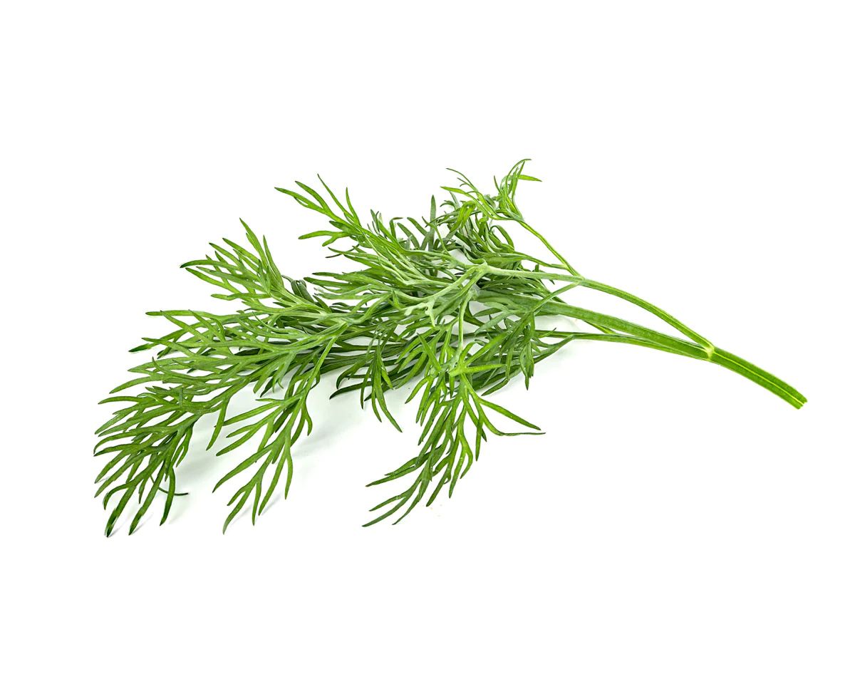 Dill Plant Pods | Click & Grow