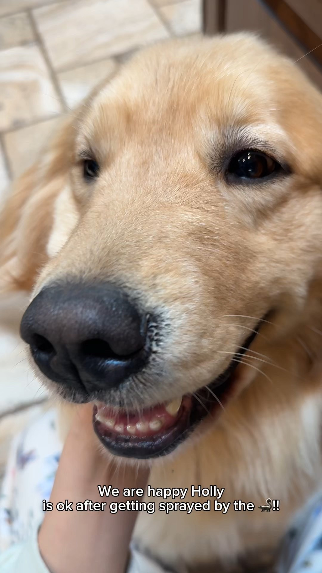 Holly is ok! Still a little fragrant😆 but she’s a happy camper!!!!🥰

#LTKWatchNow #LTKFamily