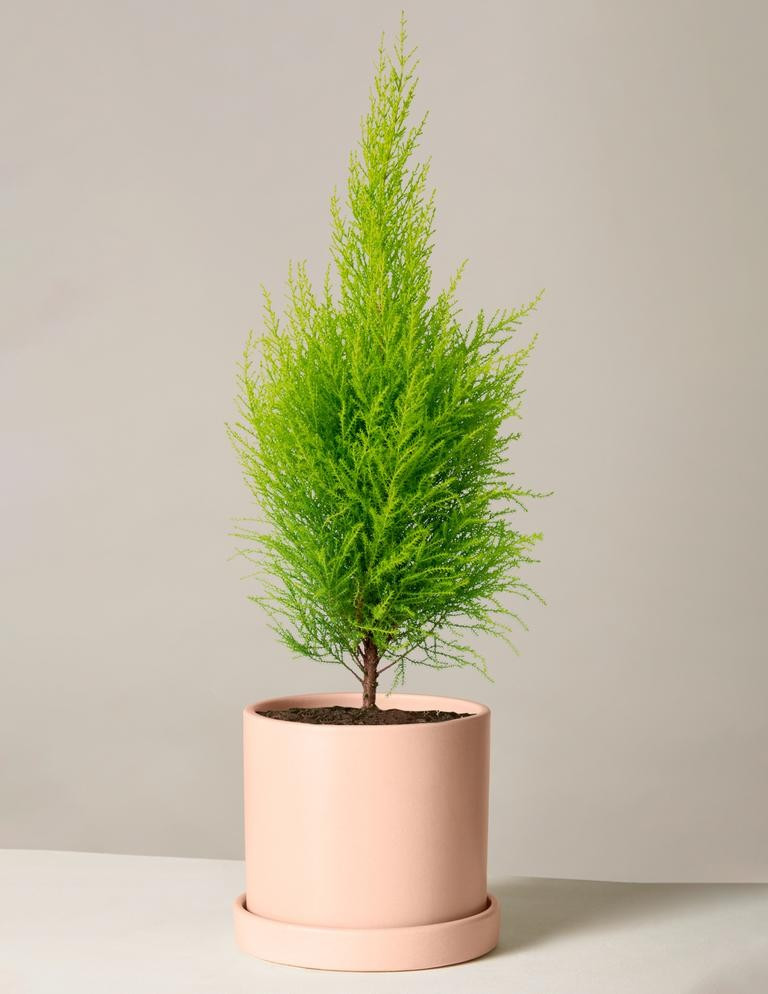 Lemon Cypress | The Sill