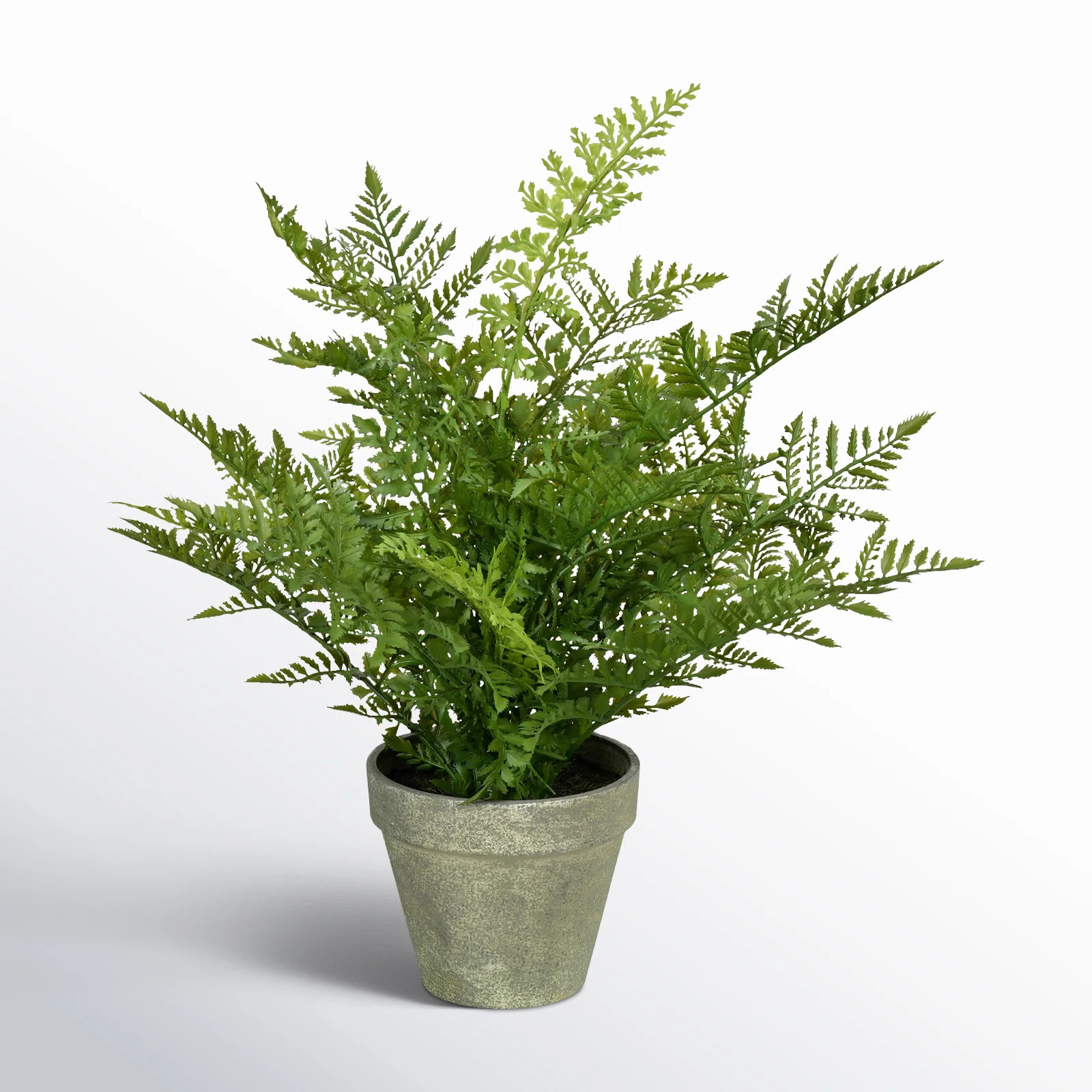 Birch Lane™ Artificial Fern Plant in Pot & Reviews | Wayfair | Wayfair North America