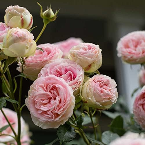 Heirloom Climbing Roses, Live Own Root Plant for Outdoor Garden, Eden Climber®, Lightly Fragrant... | Amazon (US)