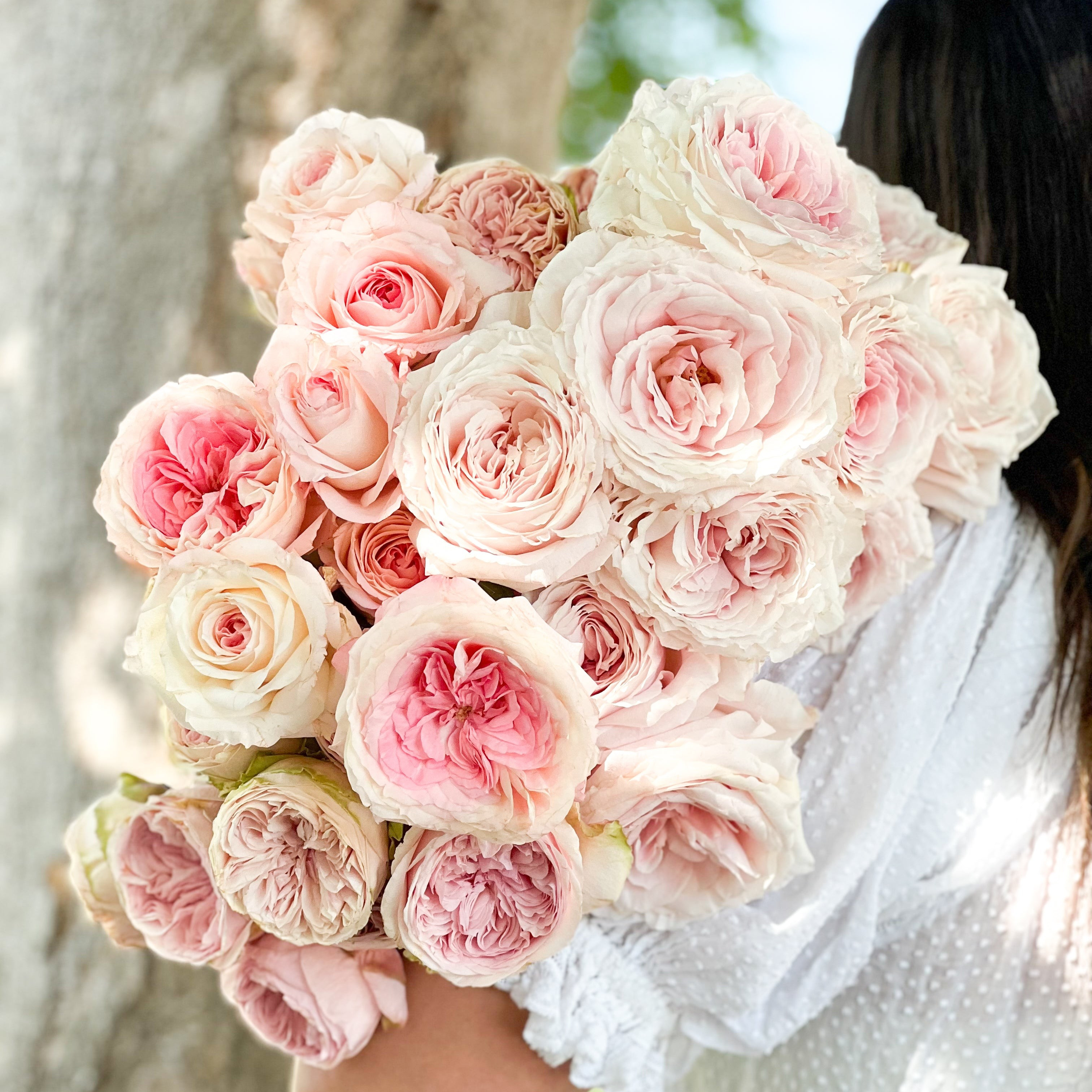 Blush Garden Rose Bundle | grace rose farm