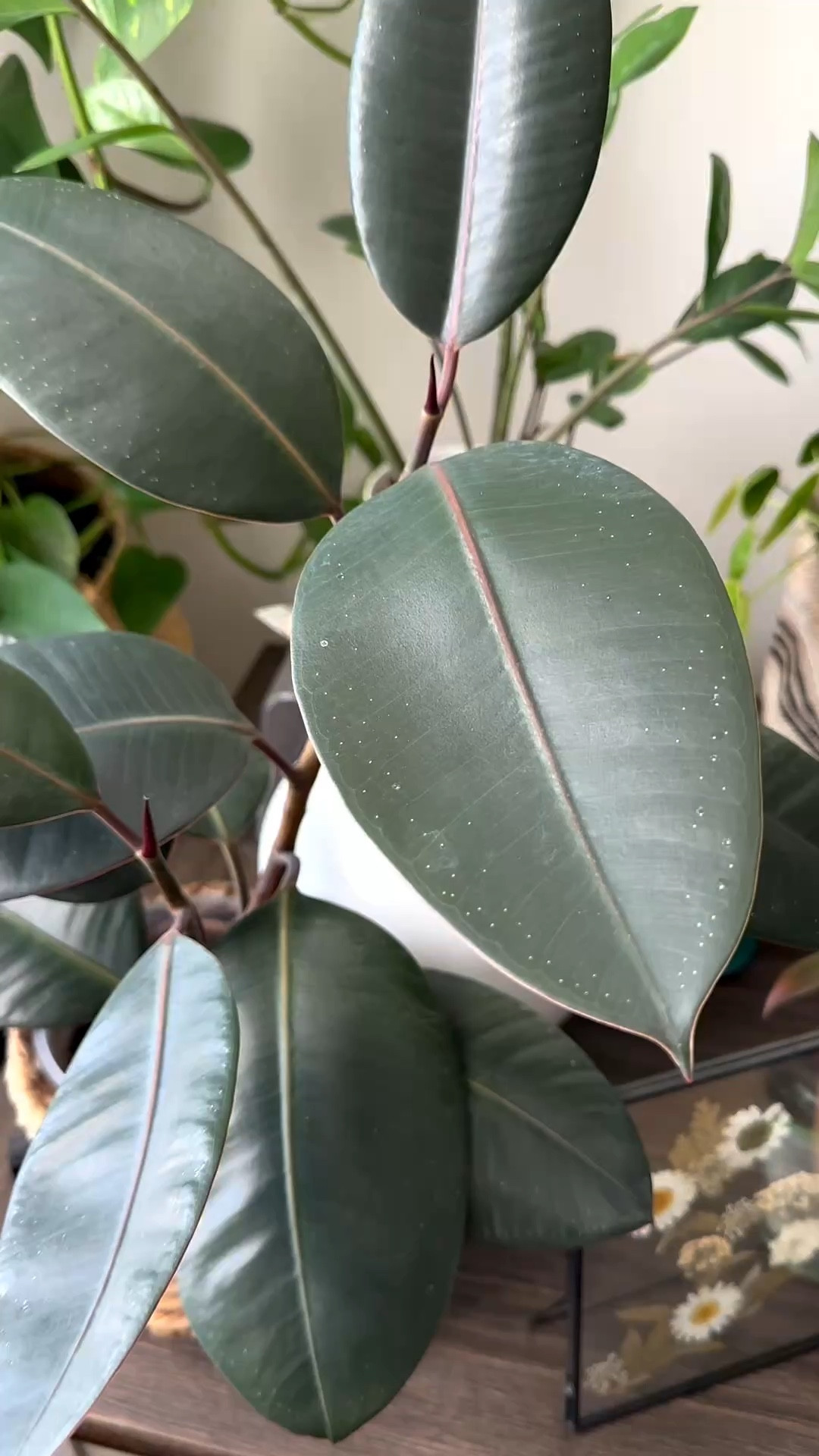 Dust buildup can block light and affect photosynthesis 🌿
A quick wipe and leaf shine spray brings your plants back to life.



#LTKHome #LTKstorytime