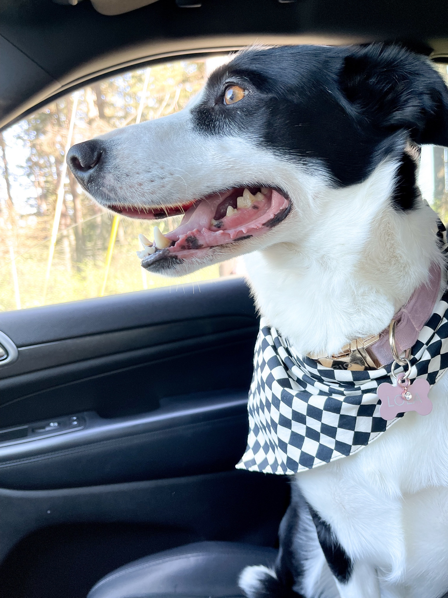 girl dog bandana + collar 🐶🩷 

#LTKfindsunder100 #LTKfamily #LTKfindsunder50