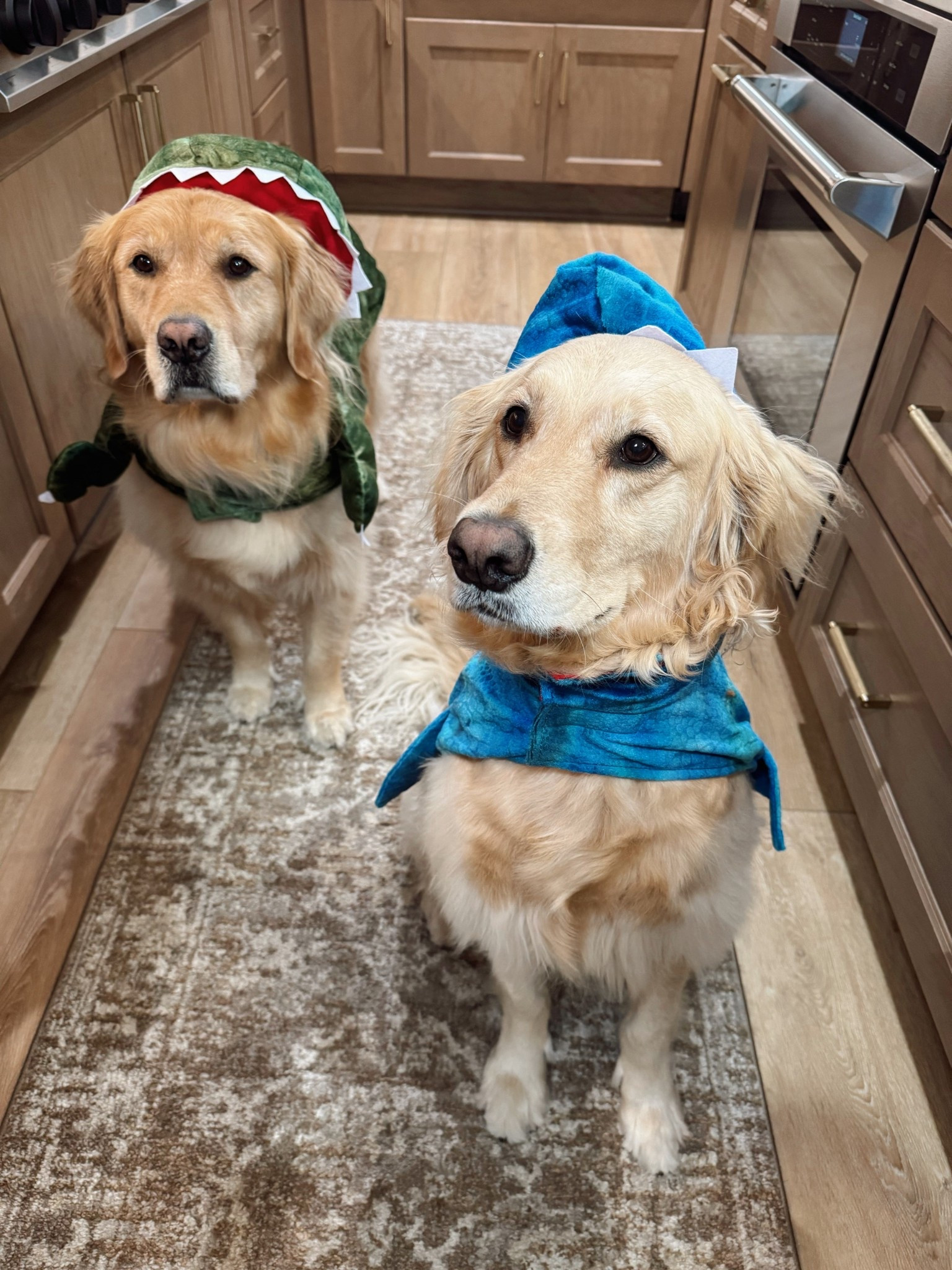 Spooky season w/ the goldens🐾👻🎃 we HAVE to try all the fits to decide their costumes! Shop some of our faves from @petco linked here! 

Bear costume sizing for both — large
Dinosaur on Kaiser — XXL
Shark on Kollyns — XL
Ballerina on Kollyns — L/XL

#Ad #PetcoPartner / Halloween / golden retriever / dog mom / Holley Gabrielle 

#LTKPets #LTKSaleAlert #LTKHalloween