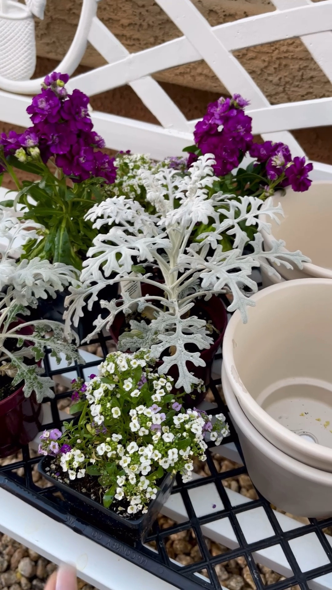Winter plants and pots for an elegant cottage garden in Arizona 9b. 🌸🪻🪴

#LTKHome #LTKstorytime #LTKFindsUnder50