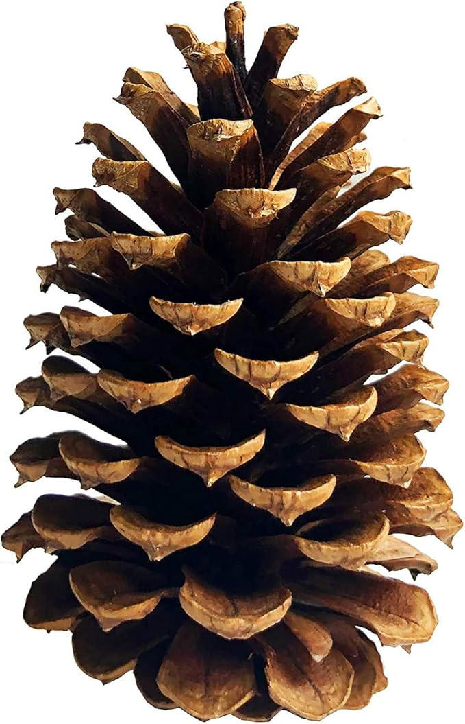 PineCones Tall Bulk Package All Natural,Real Preserved Pine Cones Big Pinecones and Perfect Natur... | Amazon (US)