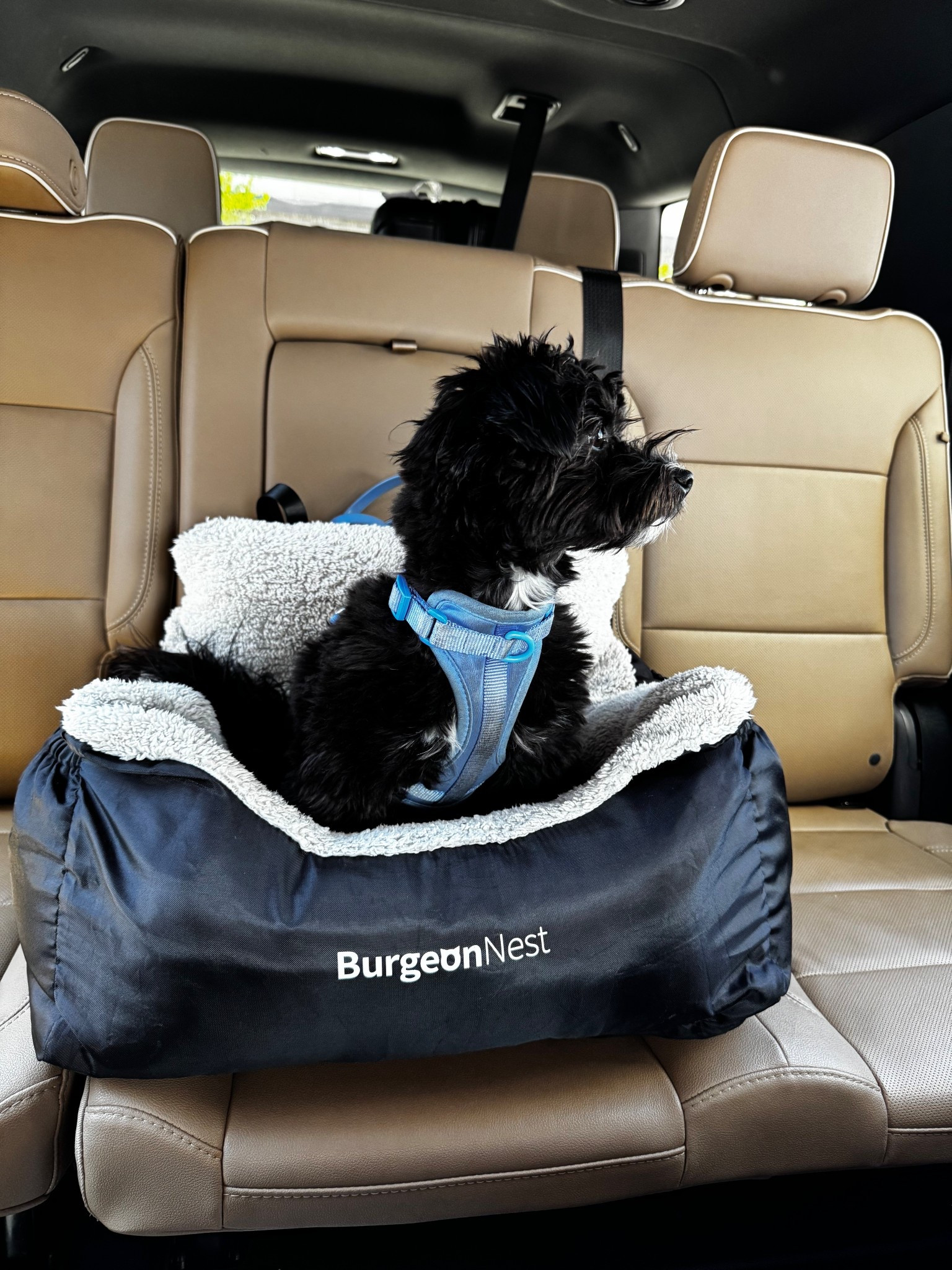 The puppy car seat I use for Brooklyn James!

#LTKPets