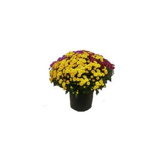 3 Gal. Tricolor Chrysanthemum (Mum) Plant with Assorted Blossom Colors in Grower Pot | The Home Depot