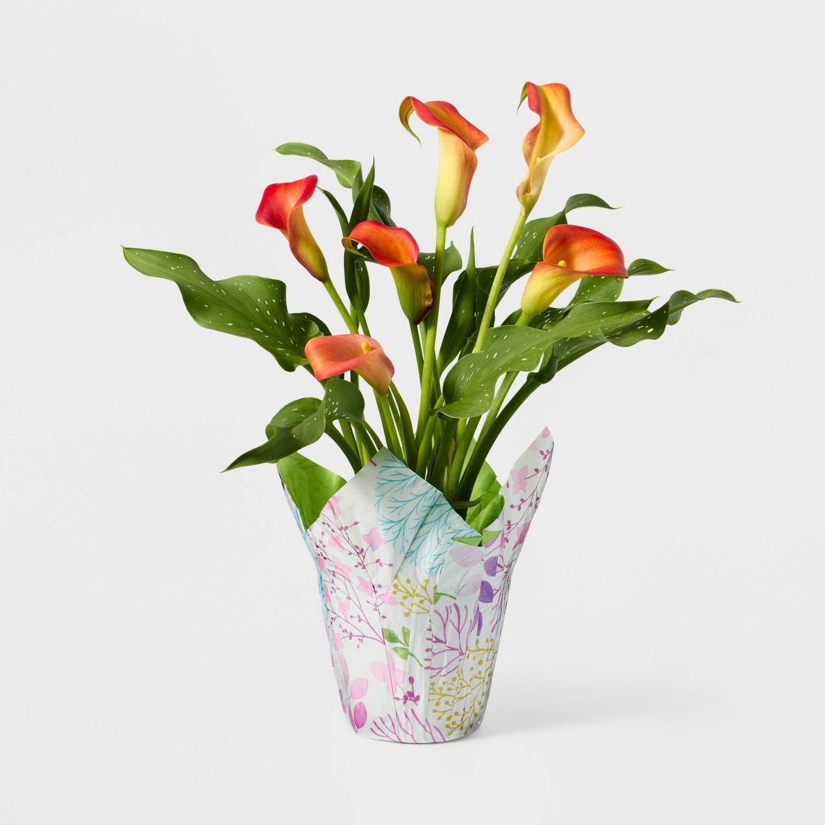 Live 5" Orange Calla Lily Potted Houseplant - Spritz™ | Target
