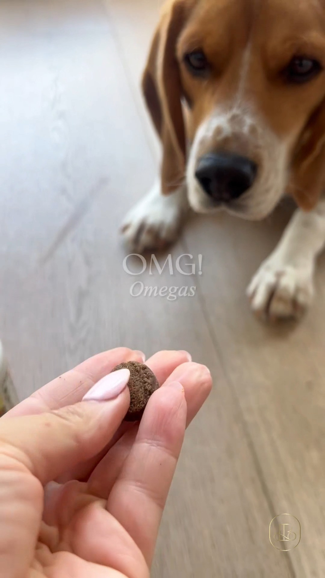 Bernie's OMG! Omegas are my ultimate daily secret weapon for tackling stubborn canine allergies and seasonal shedding. Packed with up to 5X more concentrated DHA and EPA than standard fish oils, this ultra-pure formula works rapidly to soothe dry, irritated skin at the root. 🐕  Great buy if you want a high-potency, mess-free omega-3 supplement that delivers visible coat shine without the leaking mess of standard liquid oils. ✨ #petwellness #doghealth #petcare #dogallergy #jointhealth #dogtreats  

#LTKHome