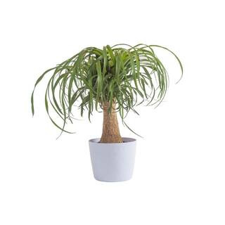6 in. Ponytail Palm Plant in White Decor Plastic Pot | The Home Depot