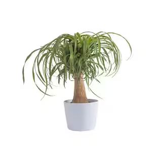 6 in. Ponytail Palm Plant in White Decor Plastic Pot | The Home Depot