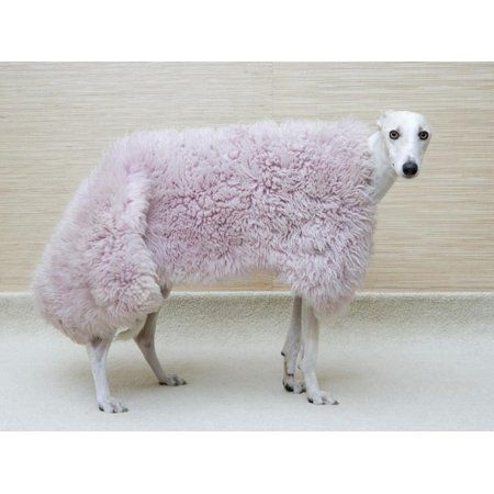Greyhound Wearing a Pink Rug, Animals Unframed Photographic Print Wall Art by Estelle Klawitter | Walmart (US)