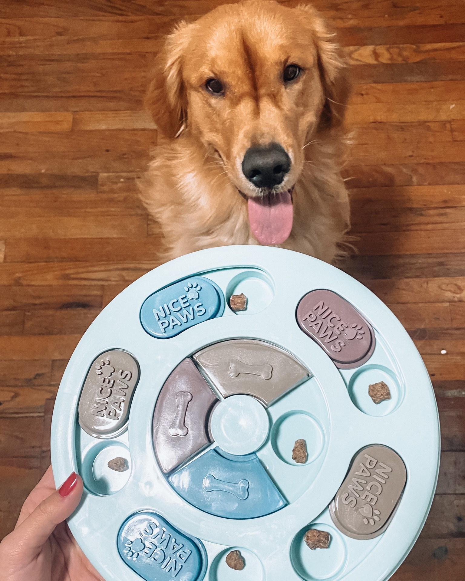 Running to buy 100 different puzzles for Finn now because he loves this one!!🐶🐾🦴