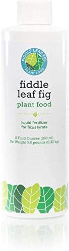 Amazon.com : Fiddle Leaf Fig Tree Plant Food for Ficus Lyrata (and Ficus Audrey) – Calcium Fort... | Amazon (US)