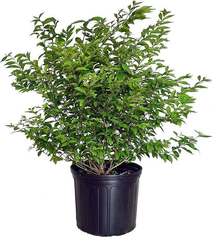 Callicarpa dich. 'Early Amethyst' (Beautyberry) Shrub, pink flowers, #3 - Size Container | Amazon (US)