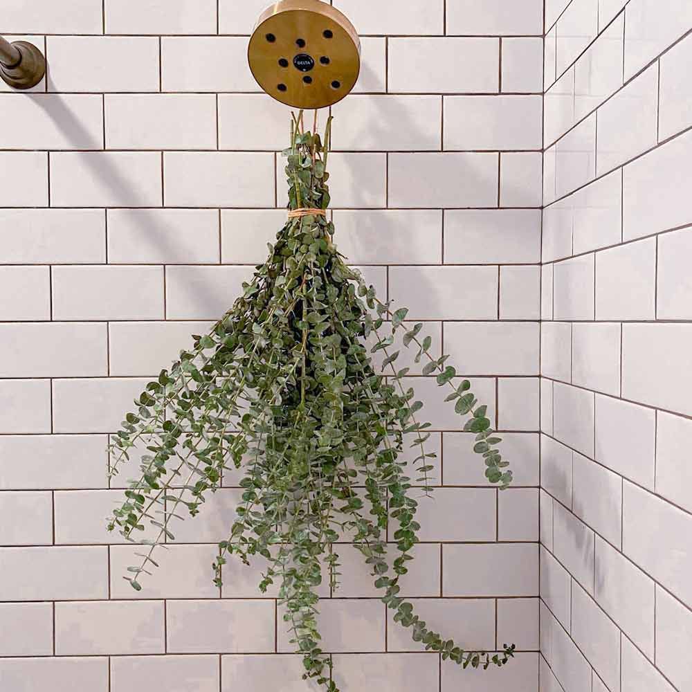 Original Eucalyptus Bundle | For Shower or Home | Self-Care Shower