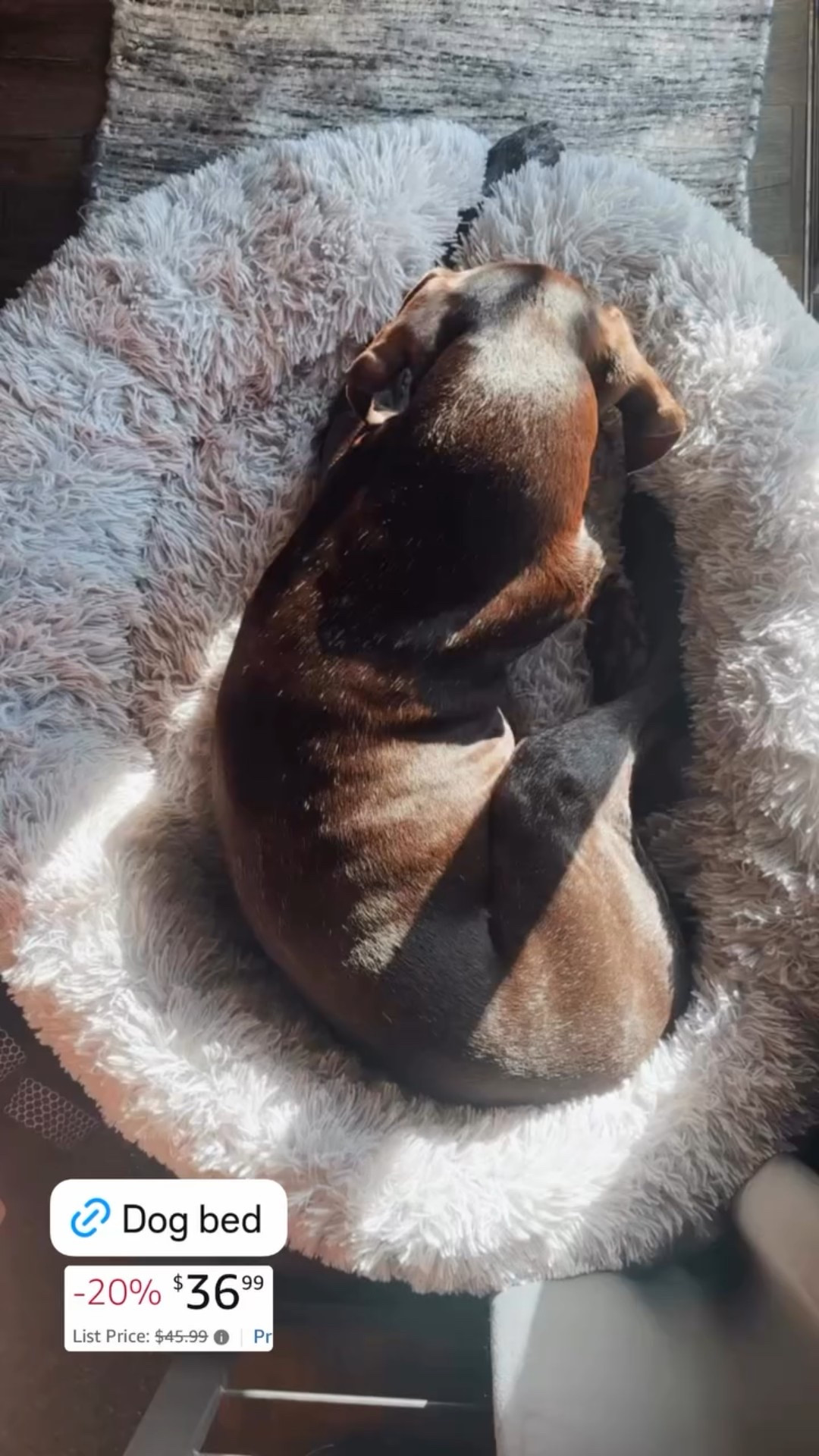 Deltas dog bed is on sale 🎉

#LTKSaleAlert #LTKPets