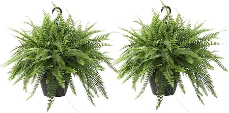 Costa Farms Home Décor, Premium Live Boston Fern Hanging Basket, 2-Pack, Direct From Farm | Amazon (US)