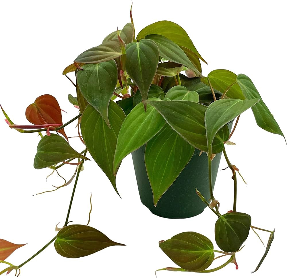 Philodendron Micans Hederaceum, 4 inch, Heart-Leaf Philo, Sweetheart Plant | Amazon (US)