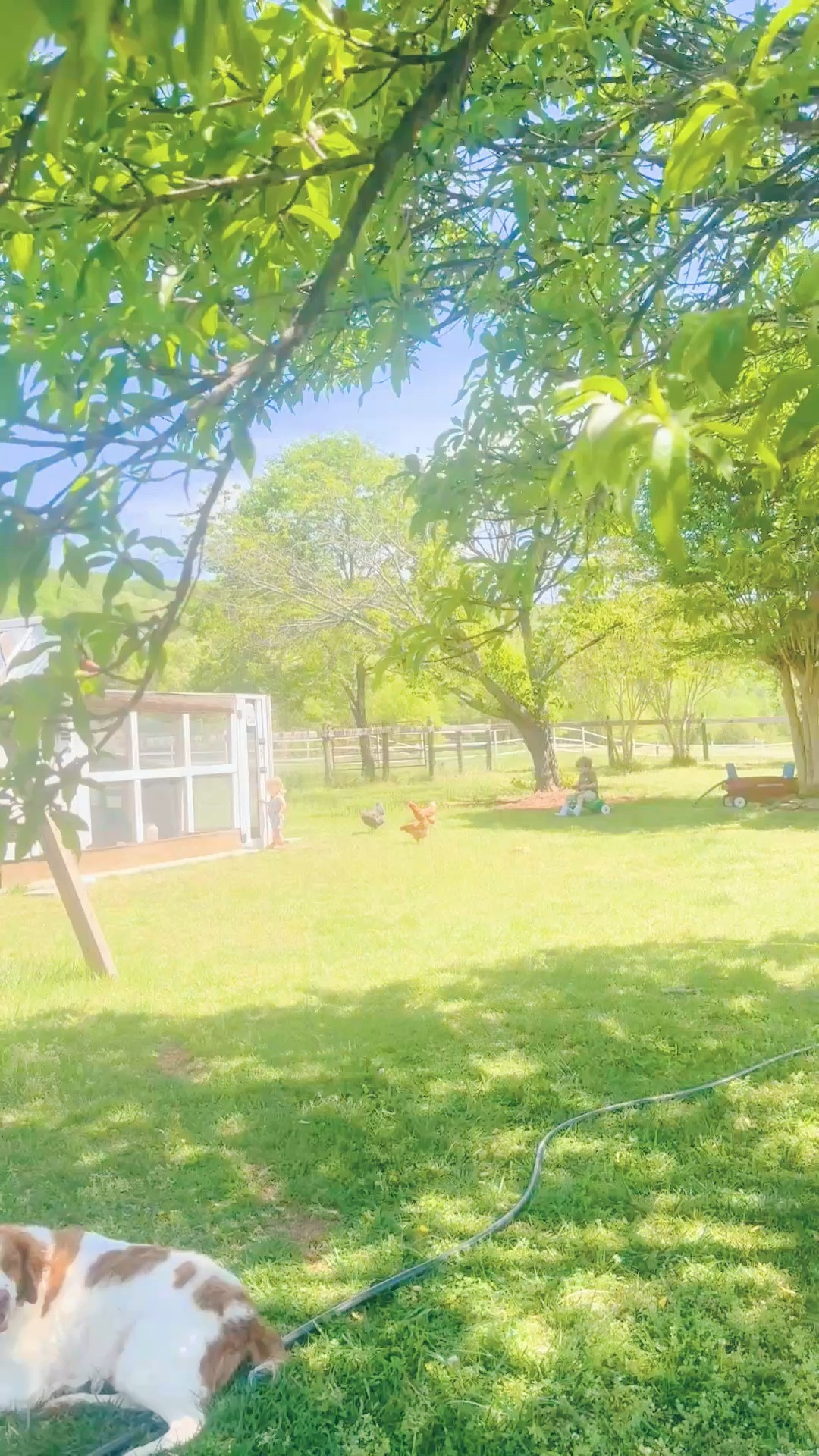 this song is my life raising these sweet country babies on the farm 👶🏼🌾🐓