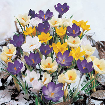 Snow Crocus Mixture - White, Purple, Yellow and Striped Crocuses | Breck's | Brecks