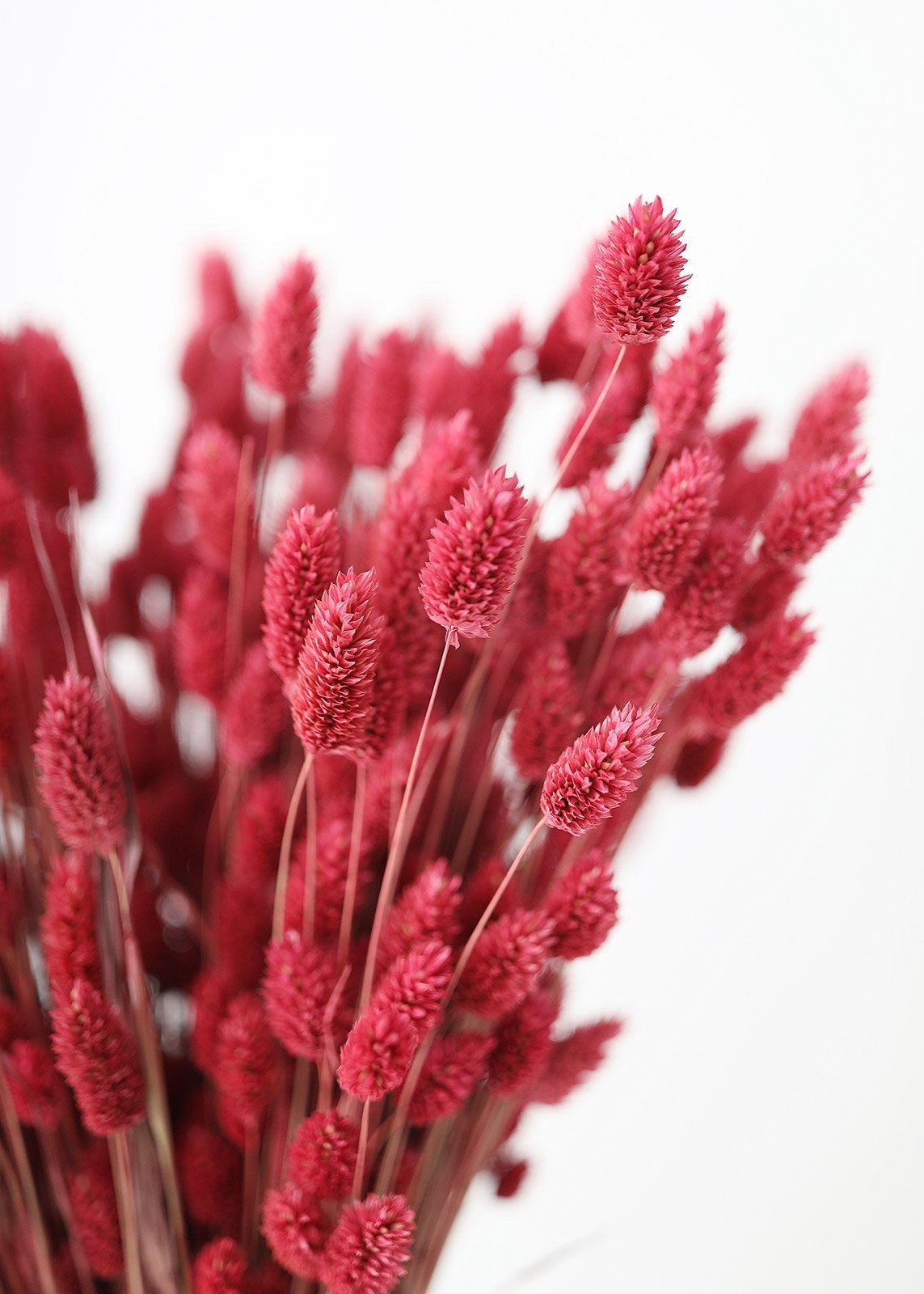 Dried Phalaris Grass in Berry - 20-28" Tall | Afloral (US)