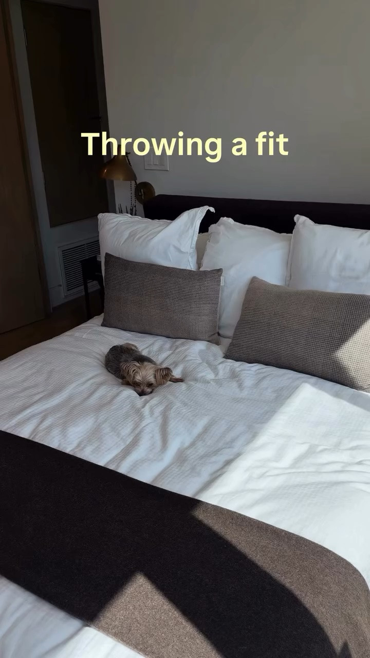 Chico was a paid actor 🐾

#throwingafit #fitcheck #colombiangirl #vacaymood #vacationoutfits