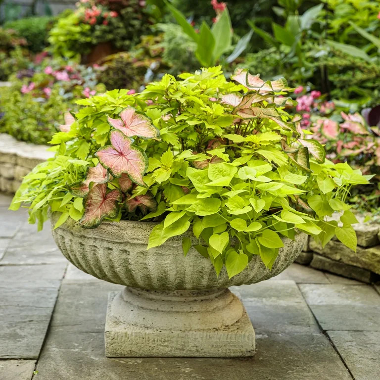 Better Homes & Gardens Ipomoea Sweet Potato Vine, Live Outdoor Plant, 1 Pt Pot, Full Sun to Shade | Walmart (US)